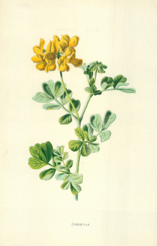 Chaplet de Frederick Edward Hulme