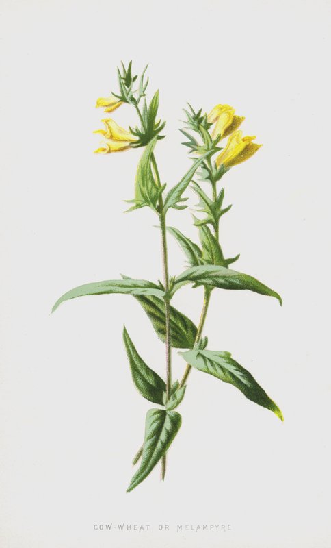 Vaca-Trigo ou Melampyre (cromolitho) de Frederick Edward Hulme