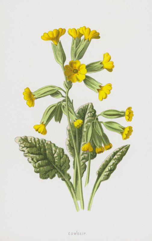 Cowslip (cromolitho) de Frederick Edward Hulme