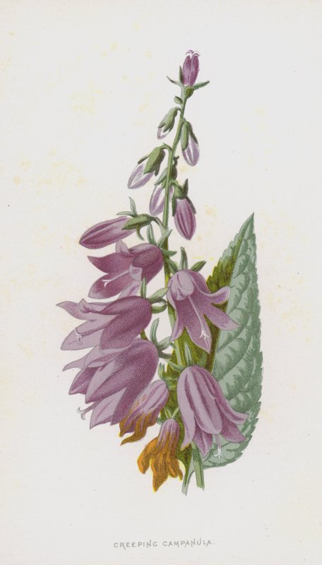Campanula rastejante (cromolitho) de Frederick Edward Hulme