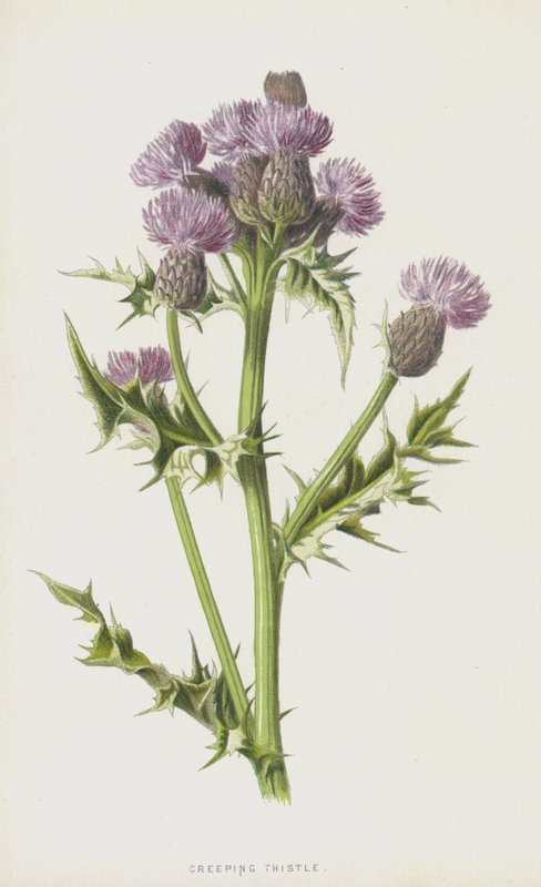 Cardo rastejante (chromolitho) de Frederick Edward Hulme
