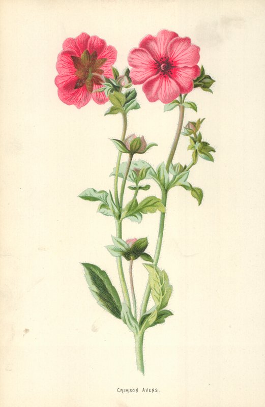 Avens carmesim de Frederick Edward Hulme