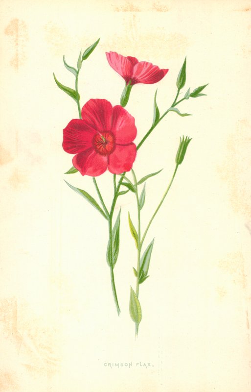 Linho Carmesim de Frederick Edward Hulme