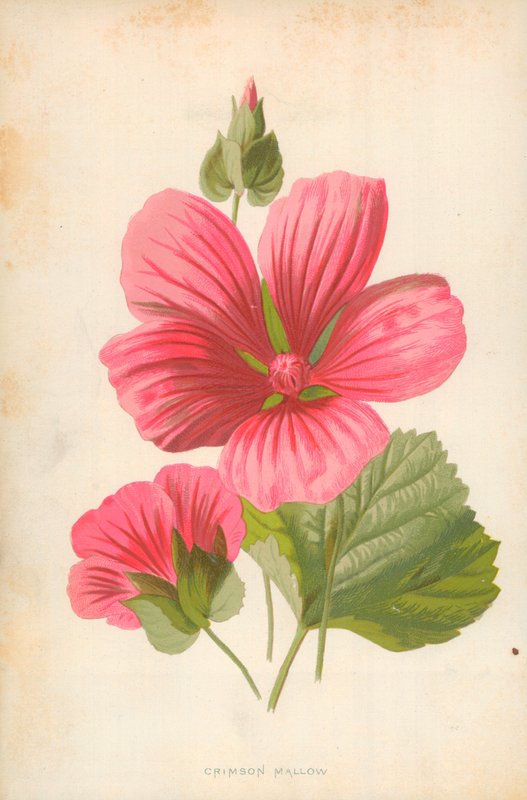 Malva Carmesim de Frederick Edward Hulme