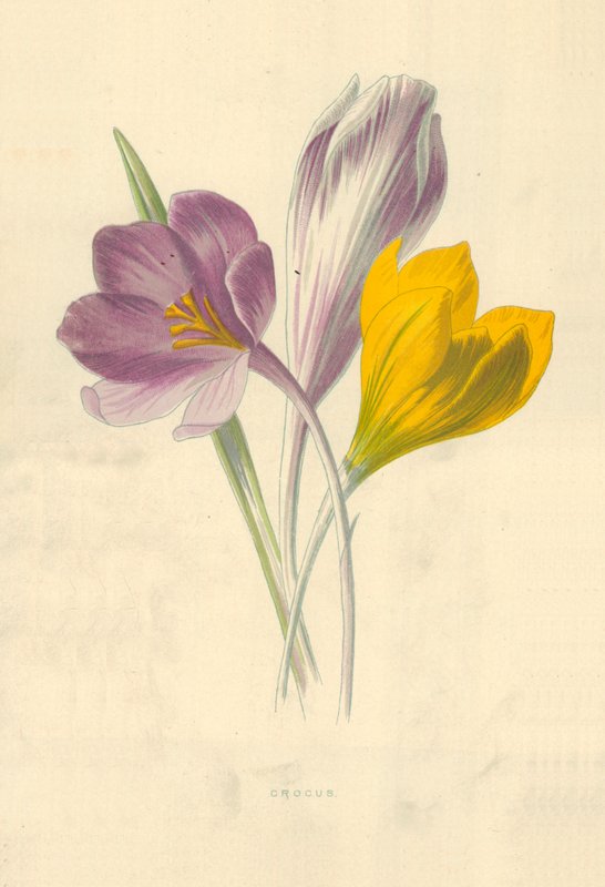 Açafrão de Frederick Edward Hulme