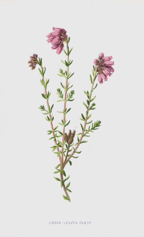 Charneca com folhas cruzadas (chromolitho) de Frederick Edward Hulme