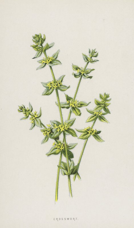 Crosswort (cromolitho) de Frederick Edward Hulme