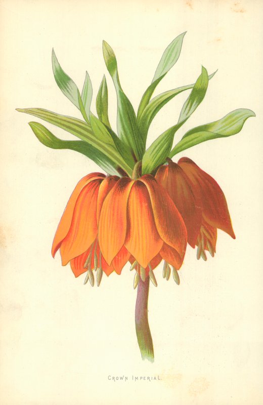 Coroa imperial de Frederick Edward Hulme