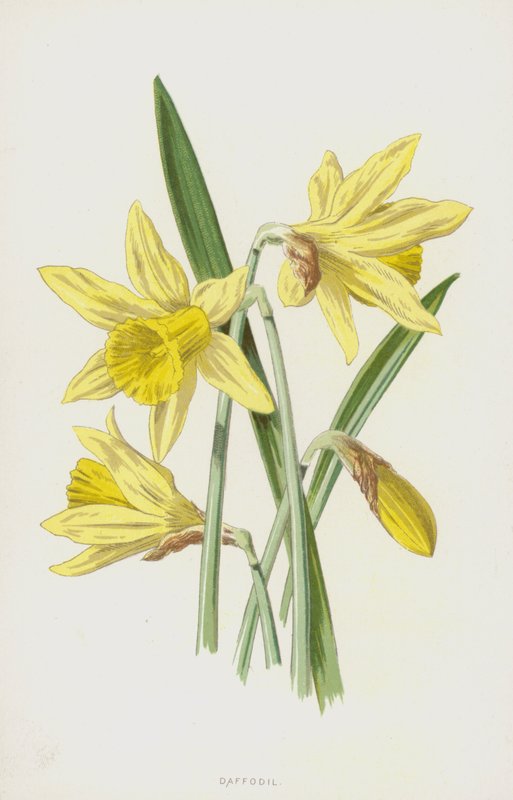 Narciso (cromolito) de Frederick Edward Hulme