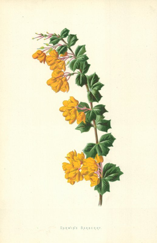 Bérberis de Darwin de Frederick Edward Hulme