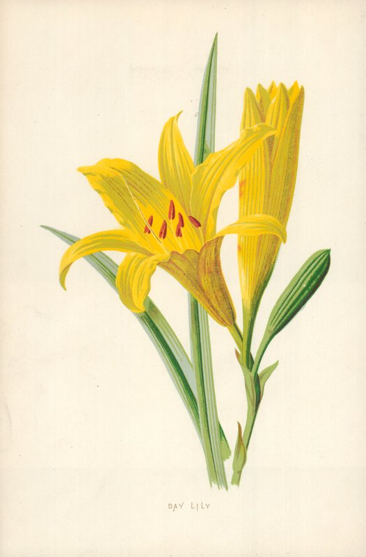 Lírio de dia de Frederick Edward Hulme