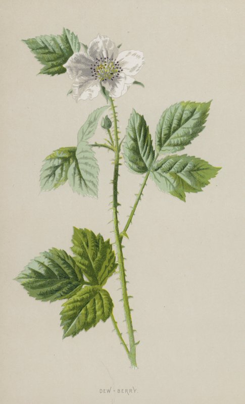 Orvalho-Berry (cromolito) de Frederick Edward Hulme