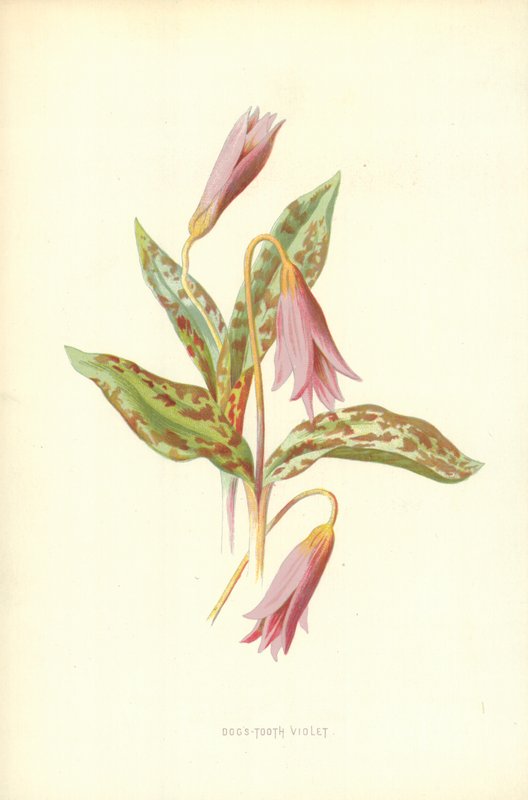 Violeta de dente de cão de Frederick Edward Hulme