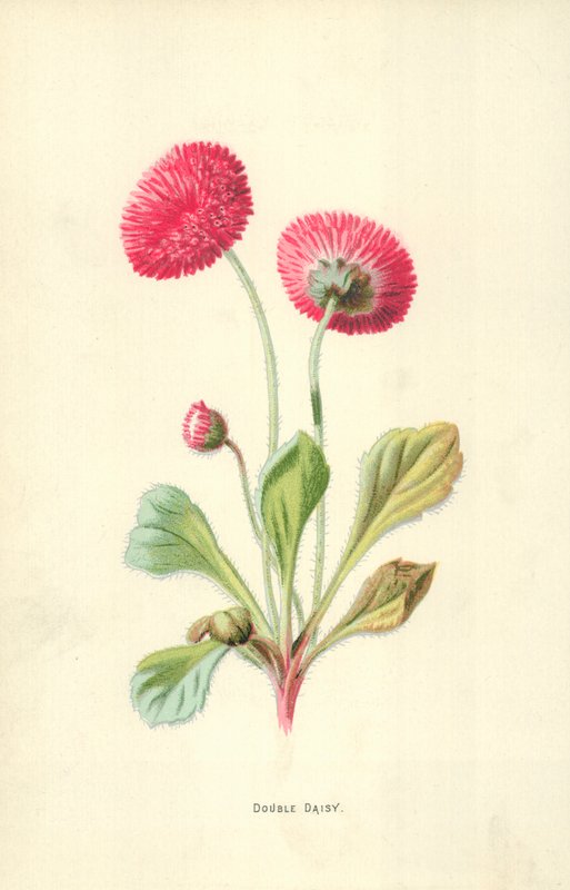 Margarida Dupla de Frederick Edward Hulme