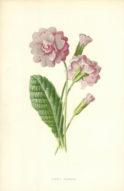 Prímula dupla de Frederick Edward Hulme