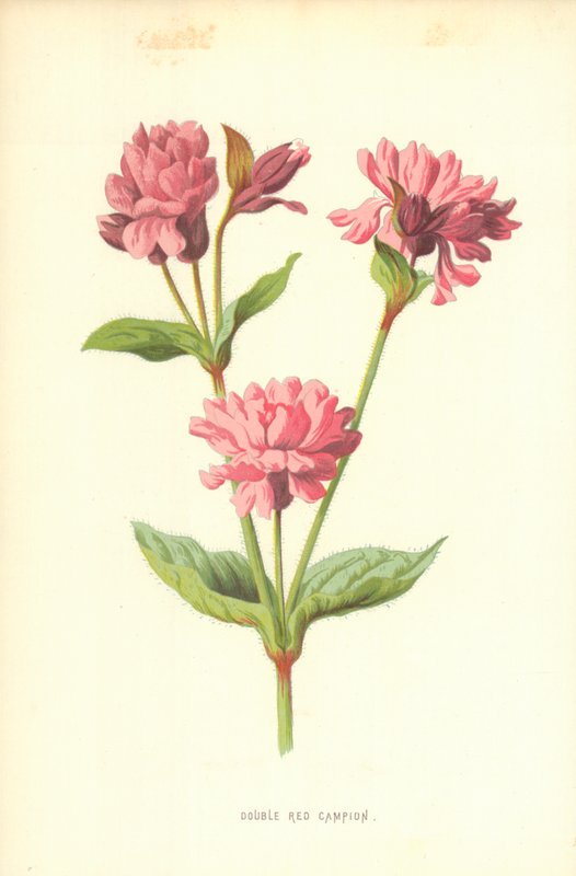 Campion Vermelho Duplo de Frederick Edward Hulme