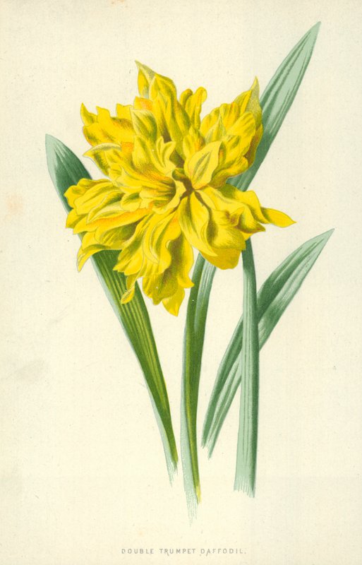 Narciso Duplo Trompete de Frederick Edward Hulme