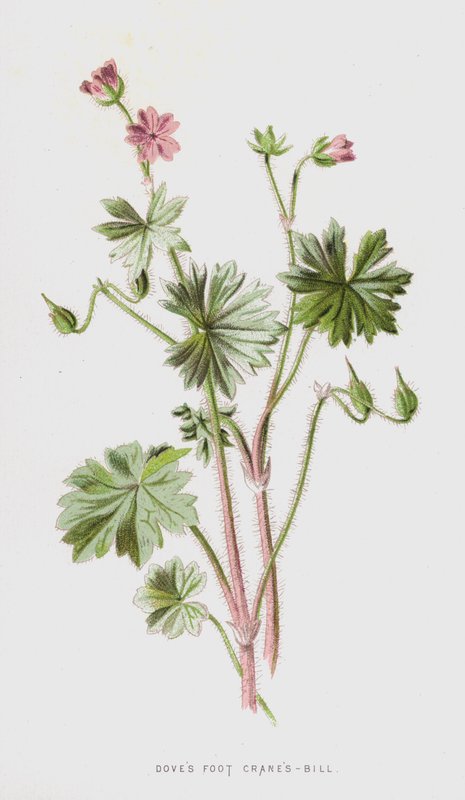 Guindastes de pé de pombas-Bill (chromolitho) de Frederick Edward Hulme