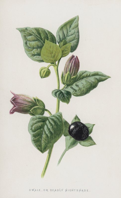 Dwale, ou mortal Nightshade (chromolitho) de Frederick Edward Hulme
