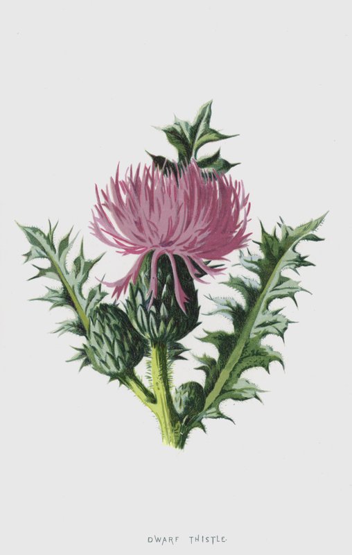 Cardo anão (cromolito) de Frederick Edward Hulme