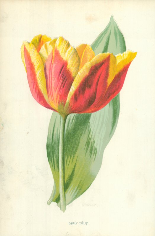 Tulipa adiantada de Frederick Edward Hulme