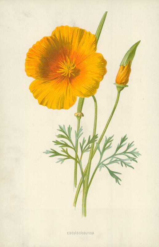 Eschscholtzia de Frederick Edward Hulme