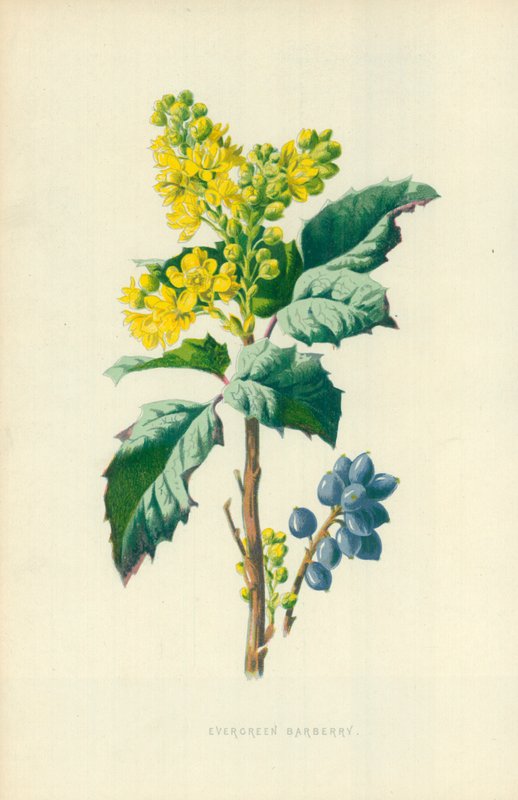 Bérberis Evergreen de Frederick Edward Hulme