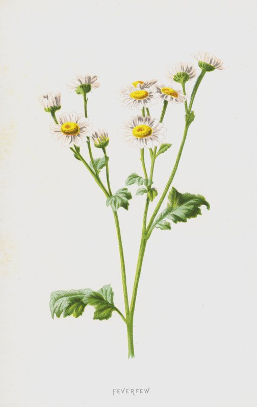 Feverfew (cromolitho) de Frederick Edward Hulme