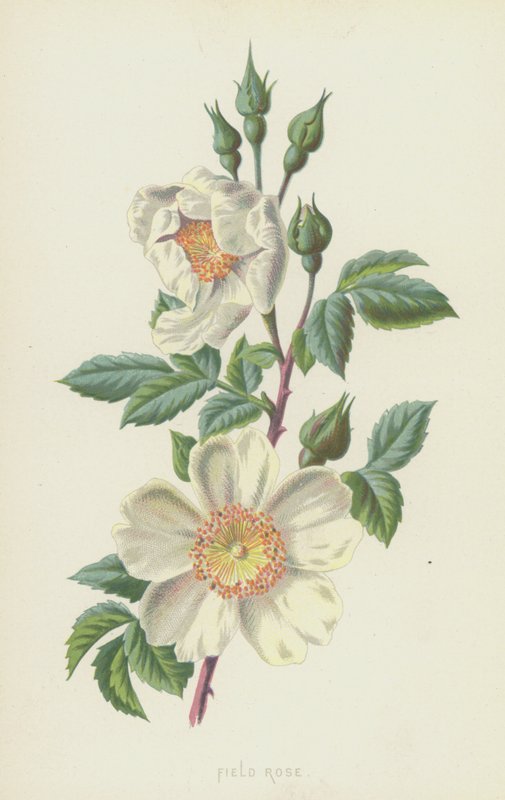 Rosa de campo (chromolitho) de Frederick Edward Hulme
