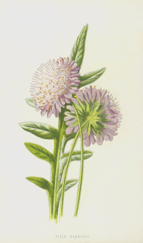 Escabiose de campo (cromolitho) de Frederick Edward Hulme