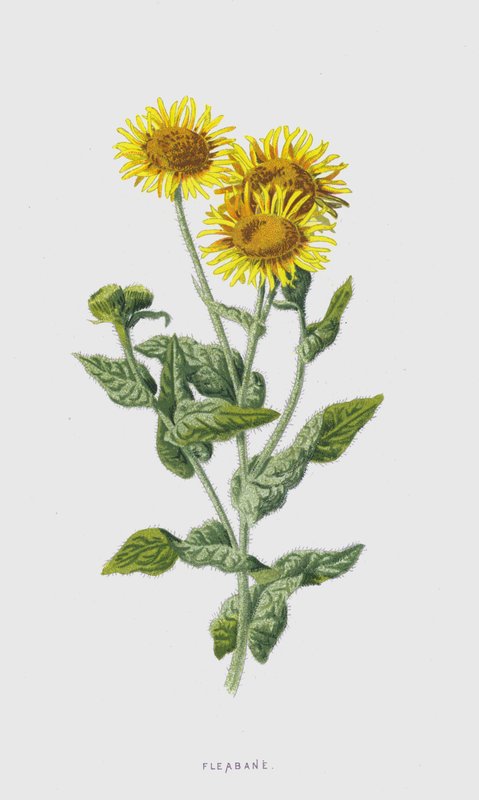 Fleabane (cromolitho) de Frederick Edward Hulme