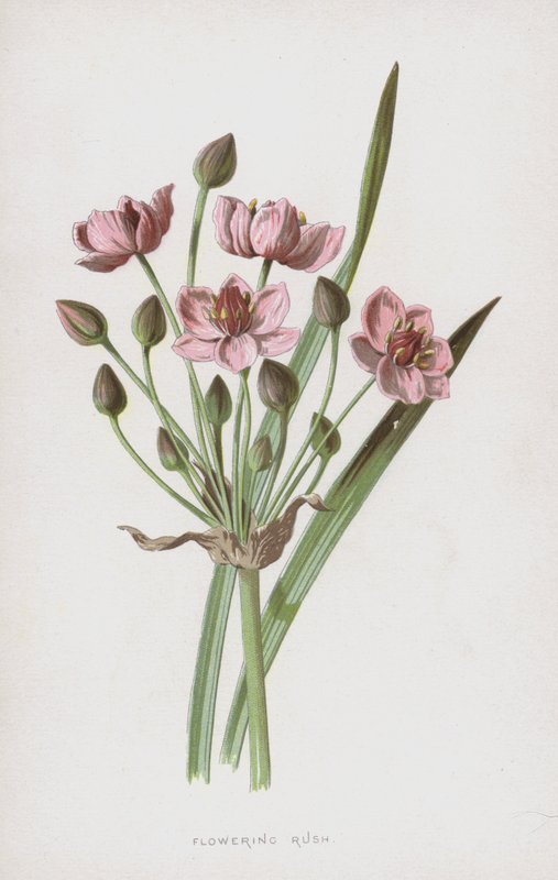 Floração Rush (cromolitho) de Frederick Edward Hulme