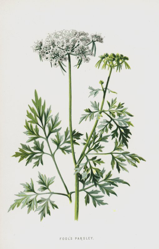 Tolos Salsa (cromolitho) de Frederick Edward Hulme