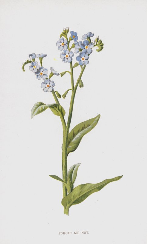 Esquecer-Me-Not (chromolitho) de Frederick Edward Hulme