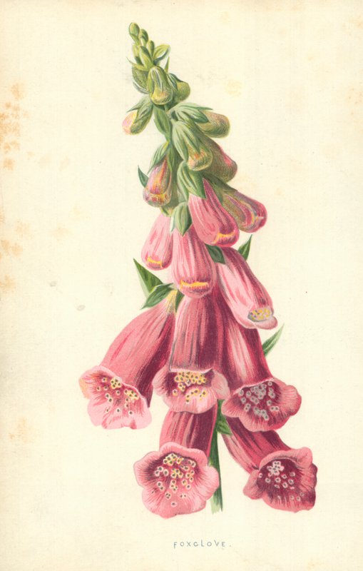 Foxclove de Frederick Edward Hulme