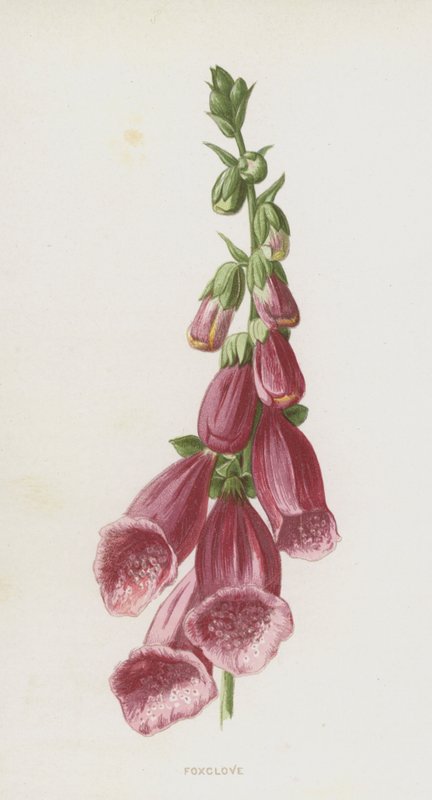 Dedaleira (cromolito) de Frederick Edward Hulme