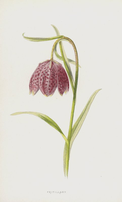Fritilária (cromolito) de Frederick Edward Hulme