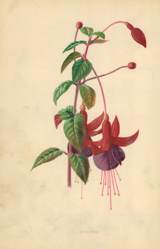 Fúcsia de Frederick Edward Hulme