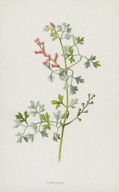 Fumitory (cromolitho) de Frederick Edward Hulme