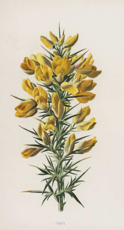 Furze (cromolitho) de Frederick Edward Hulme