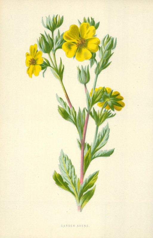 Avens do jardim de Frederick Edward Hulme