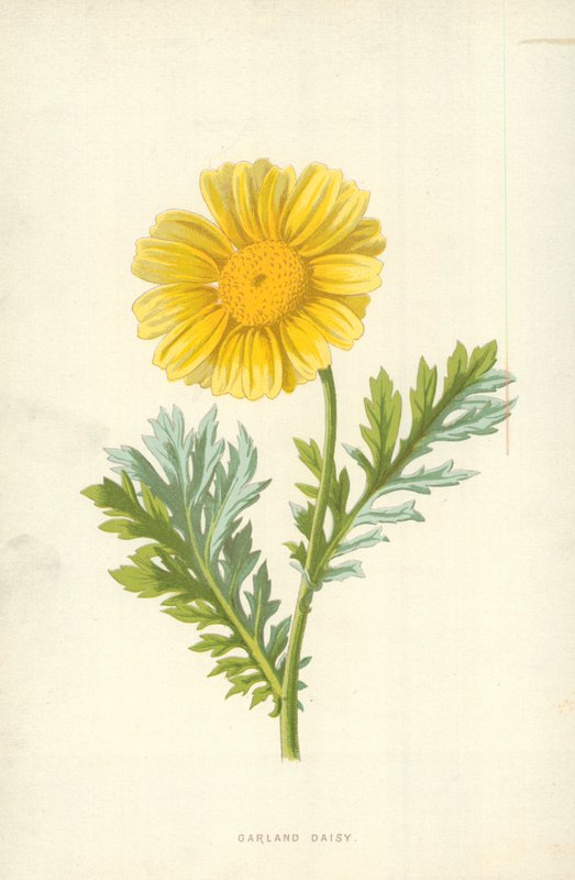 Guirlanda margarida de Frederick Edward Hulme