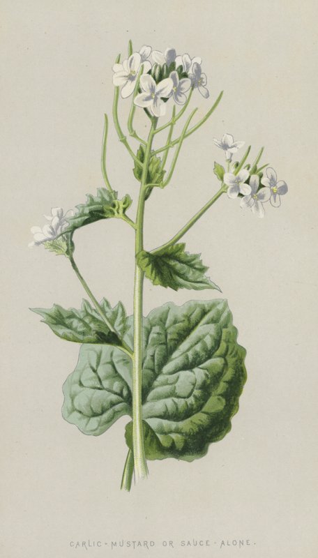 Mostarda-Alho ou Molho-Sozinho (cromolitho) de Frederick Edward Hulme