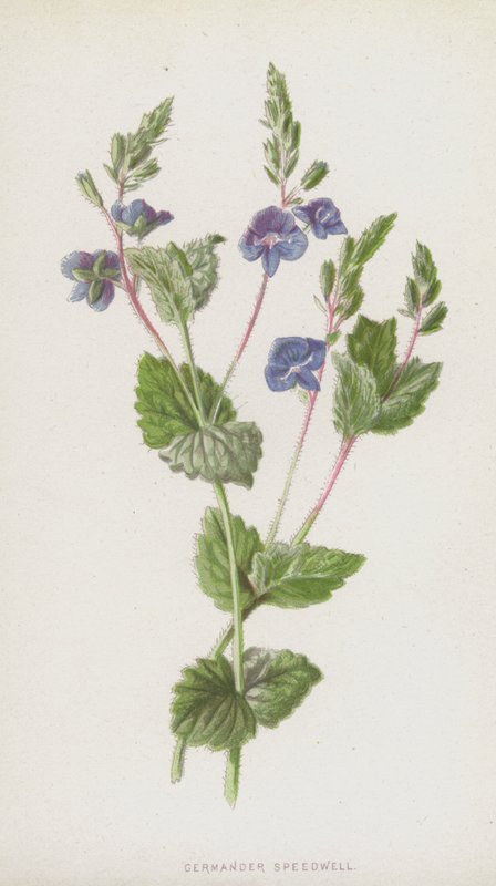 Germander Speedwell (cromolito) de Frederick Edward Hulme