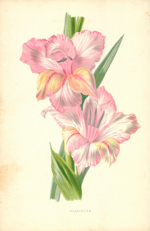 Gladíolo de Frederick Edward Hulme