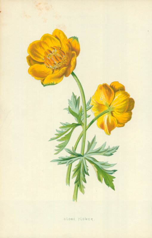 Flor do globo de Frederick Edward Hulme