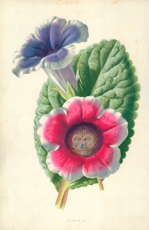 Gloxinia de Frederick Edward Hulme