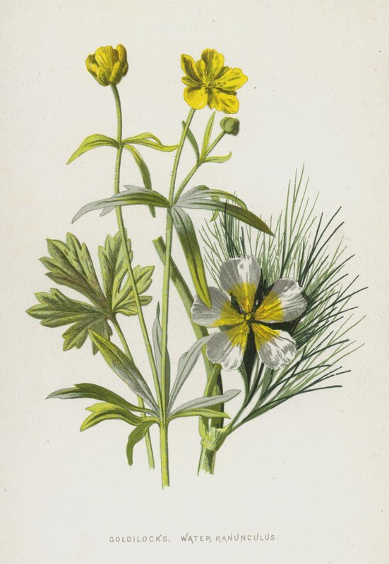 Cachinhos Dourados, Ranunculus da Água (cromolitho) de Frederick Edward Hulme