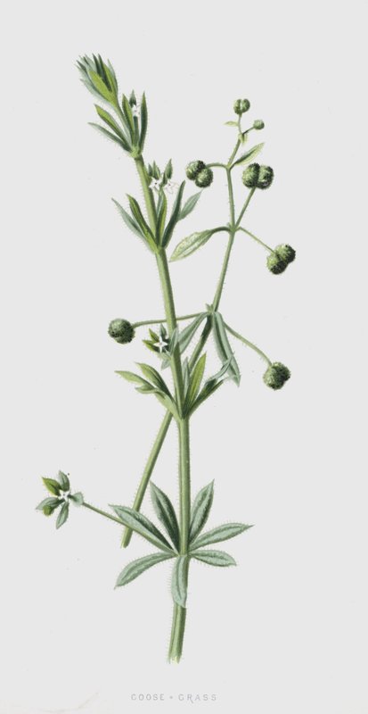 Goose-Grass (cromolitho) de Frederick Edward Hulme