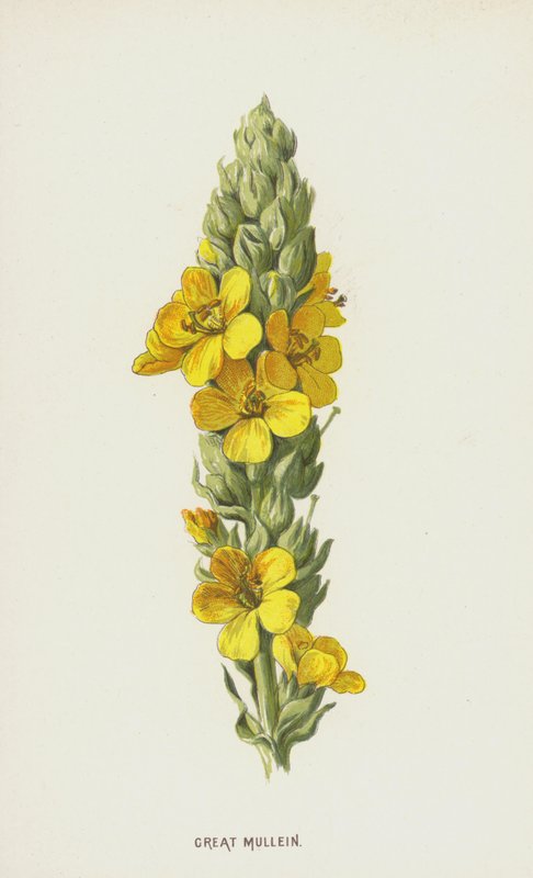 Grande Mullein (cromolitho) de Frederick Edward Hulme